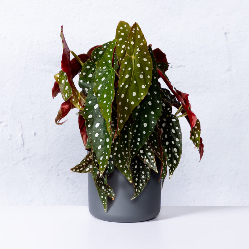 Forellenbegonie kaufen | Begonia maculata