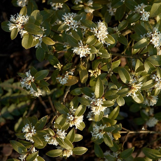 Frühlingsduftblüte