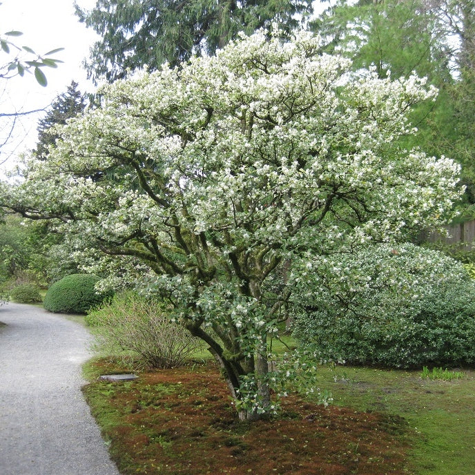 Frühlingsduftblüte