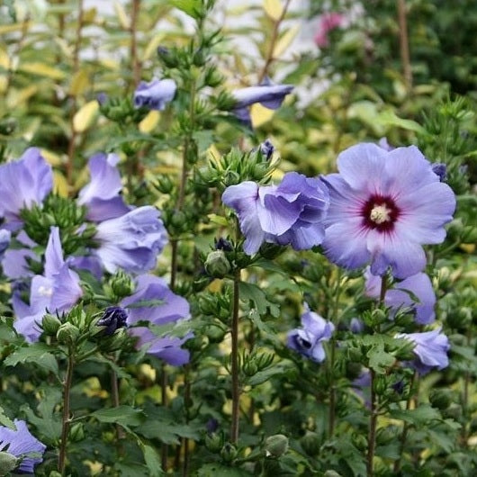 hibiskus dünger kaufen Garteneibisch blau kaufen | Hibiskus syriacus 'Oiseau Bleu'