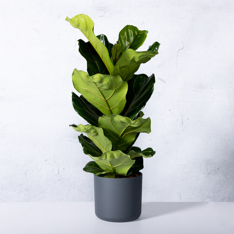 Geigenfeige kaufen | Ficus lyrata