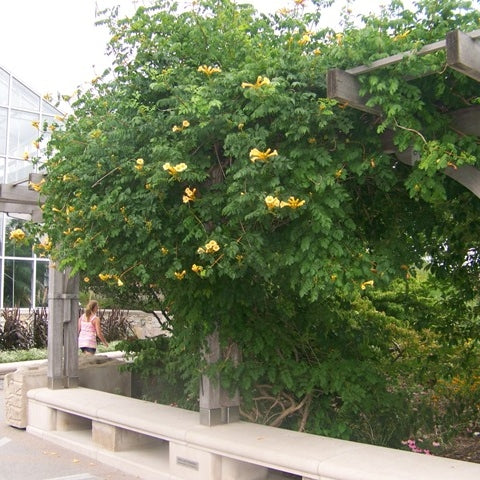 Gelbe Klettertrompete