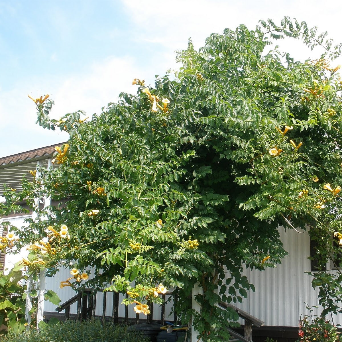 Gelbe Klettertrompete