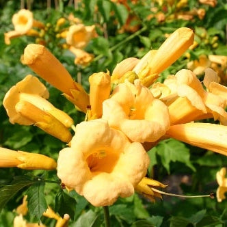 Gelbe Klettertrompete