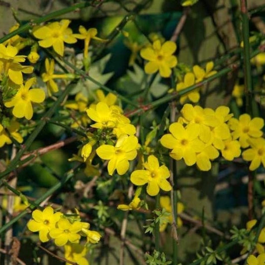 Gelber Winterjasmin