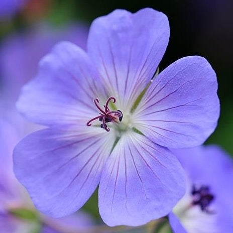 Storschnabel 'Rozanne'