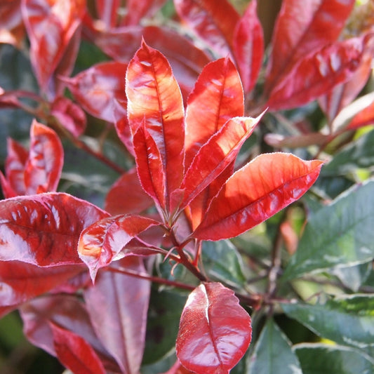 Glanzmispel 'Little Red Robin'