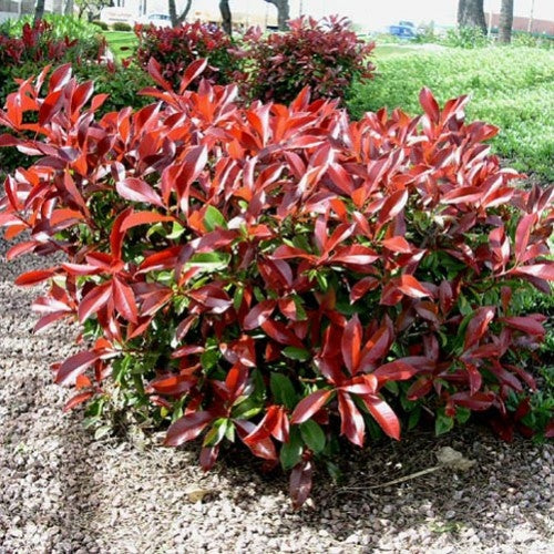 Glanzmispel 'Little Red Robin'