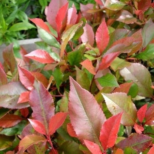 Glanzmispel 'Little Red Robin'