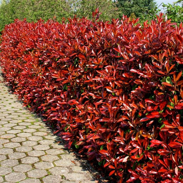 Glanzmispelhecke kaufen | Photinia fraseri 'Red Robin'