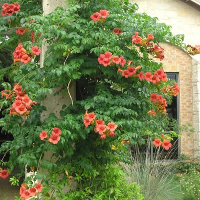 Große Klettertrompete orange