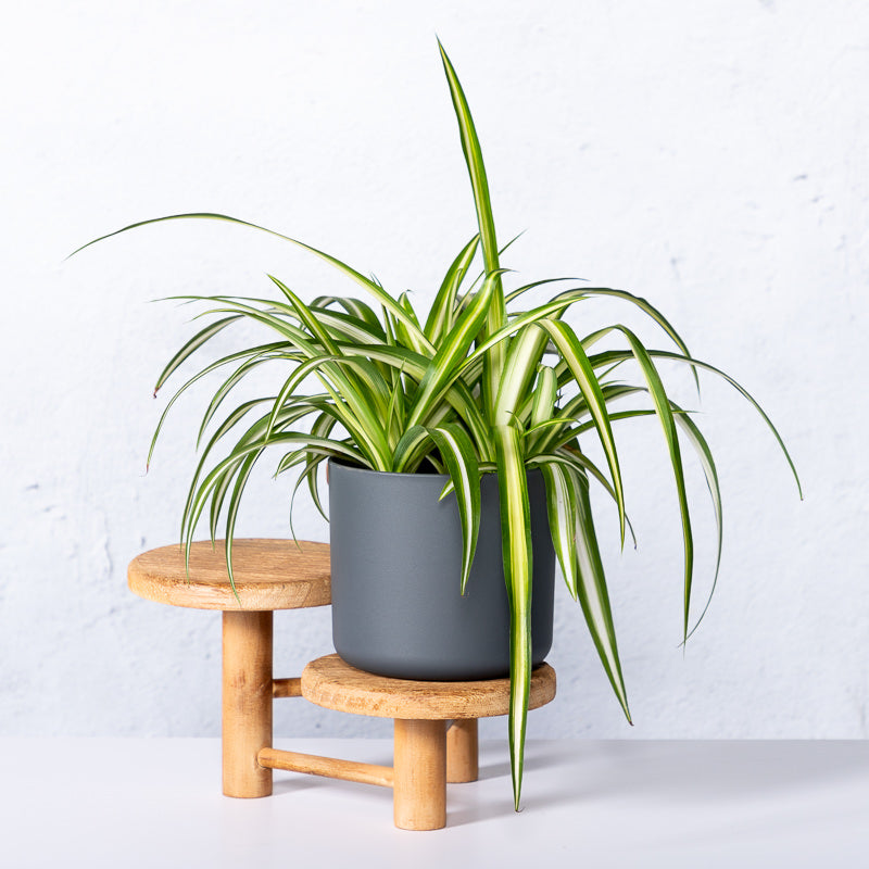 Grünlilie kaufen | Chlorophytum comosum