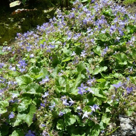 Hängepolster-Glockenblume violett-blau