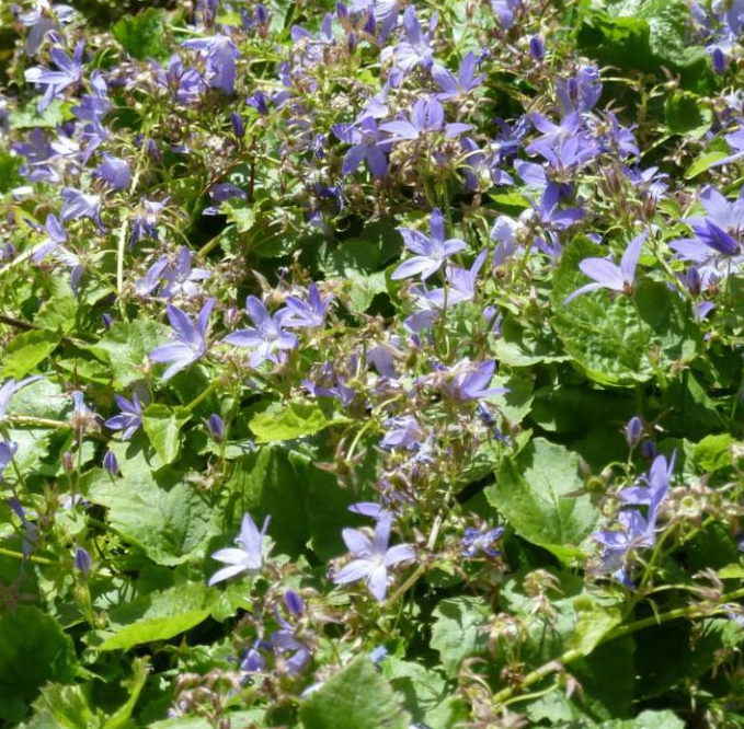 Hängepolster-Glockenblume violett-blau