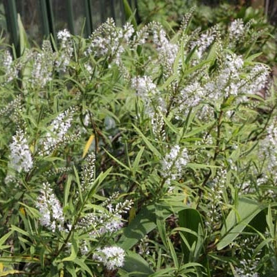 Hebe 'Kirkii'