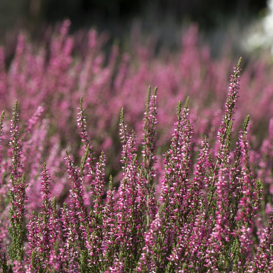 Winterblühende Heide rosa