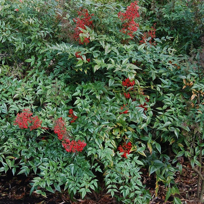 Himmelsbambus kaufen | Nandina domestica