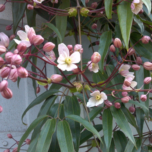 Clematis weiß-rosa immergrün