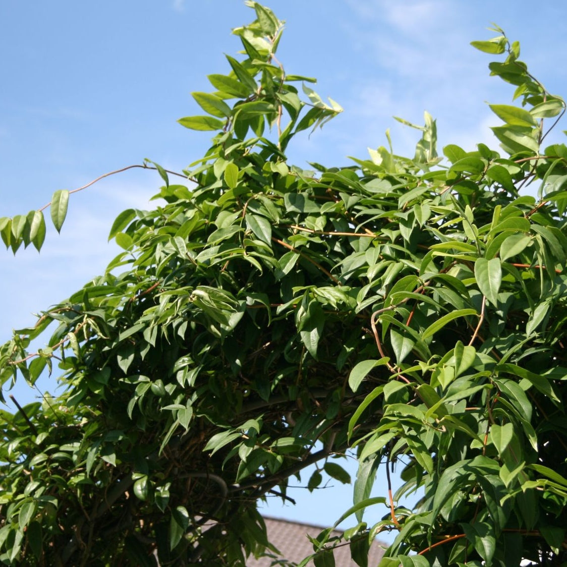 Immergrünes Geißblatt