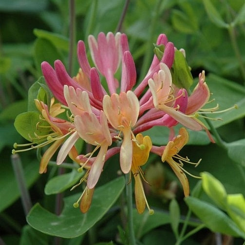 Immergrünes Geißblatt kaufen | Lonicera henryi