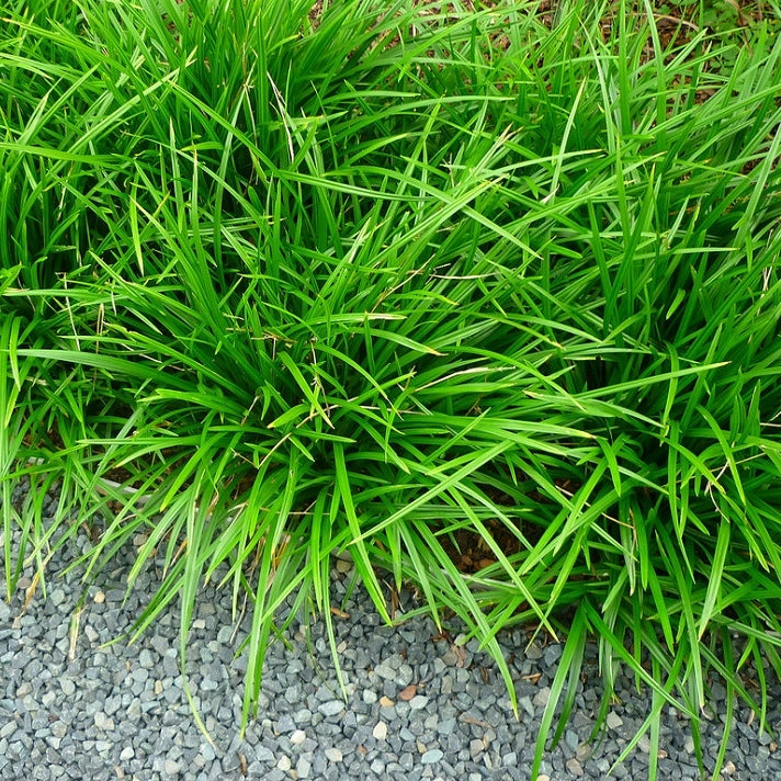 Japan Segge kaufen | Carex morrowii 'Irish Green'