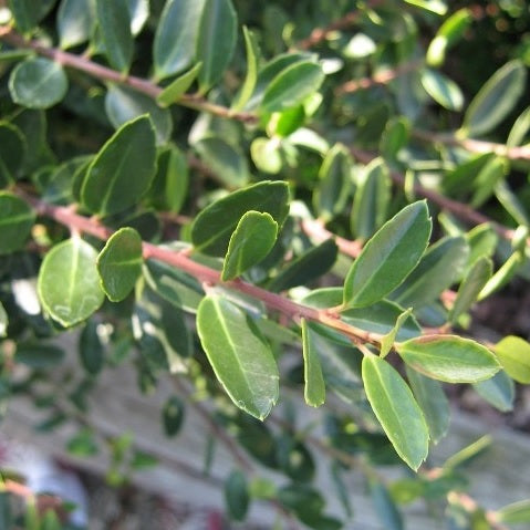 Japan-Stechpalme 'Caroline Upright'