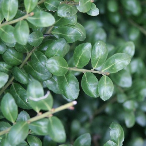 Japan-Stechpalme 'Convexa' kaufen | Ilex crenata 'Convexa'