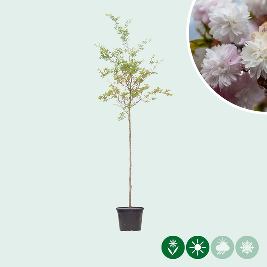 Japanische Blütenkirsche 'Autumnalis Rosea'