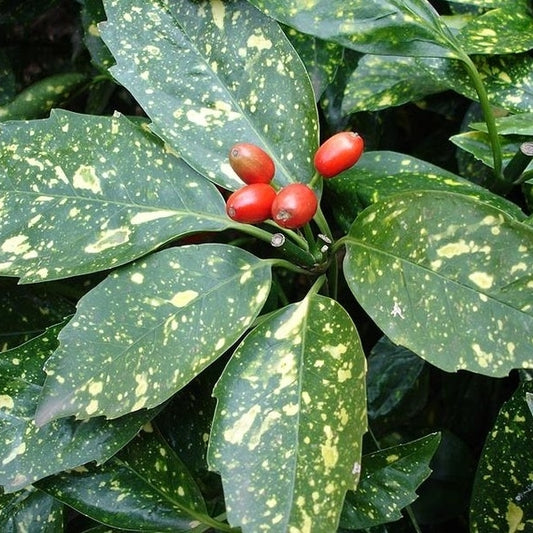 Japanische Buntlaubige Aukube