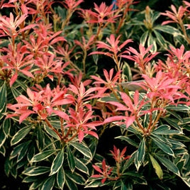 Japanische Lavendelheide 'Flaming Silver'