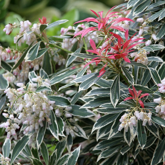 Japanische Lavendelheide 'Flaming Silver'