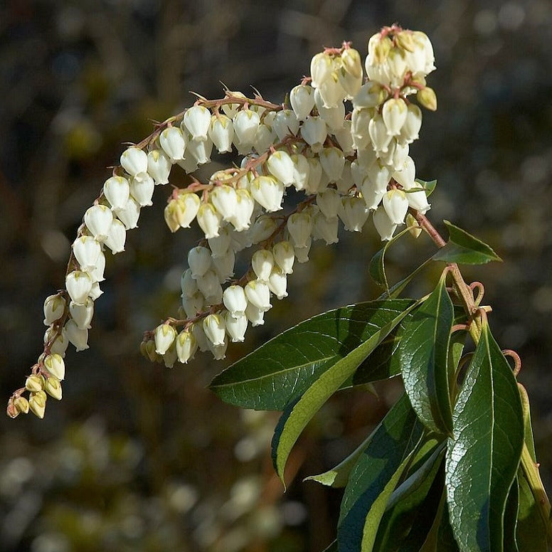 Japanische Lavendelheide 'Forest Flame'