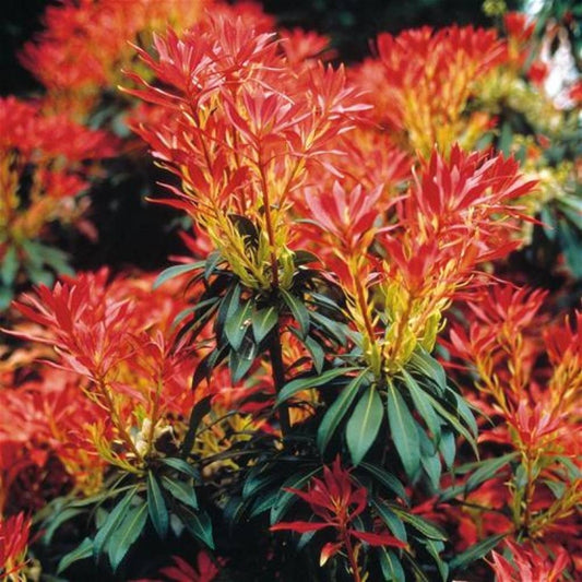 Japanische Lavendelheide 'Forest Flame'