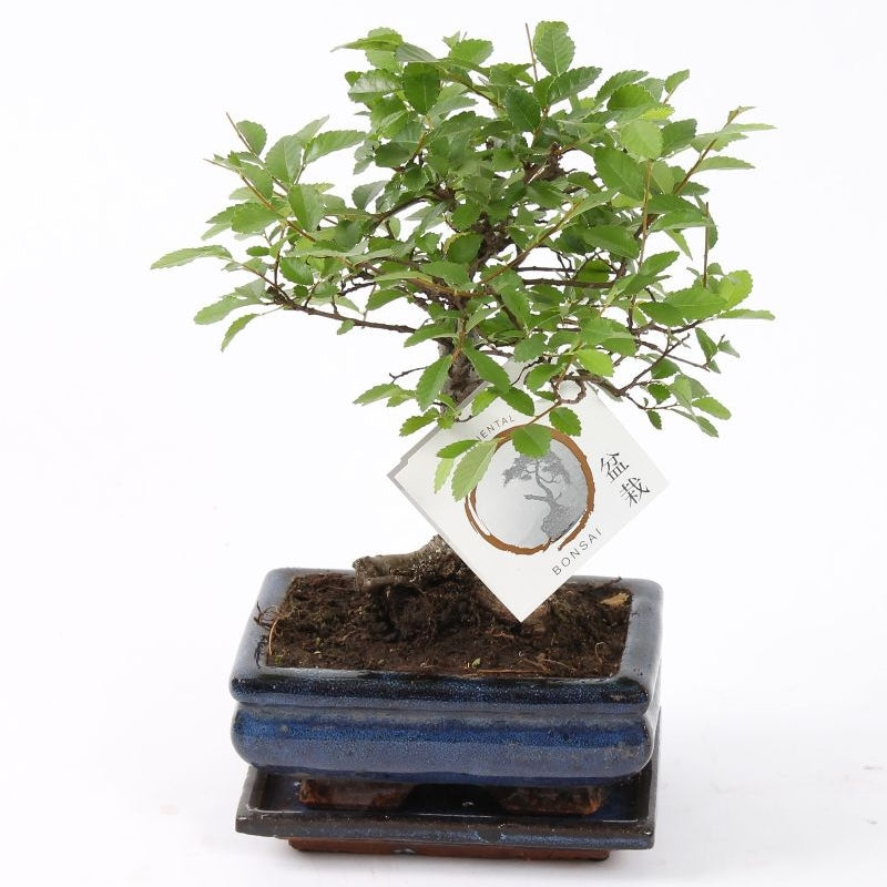 Bonsai ´Zelkova´ Kugelform kaufen | Bonsai 'Zelkova'