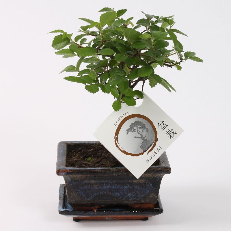 Bonsai ´Zelkova´ Kugelform