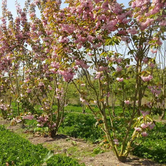 Japanische Zierkirsche 'Kanzan' mehrstämmig kaufen | Prunus serrulata