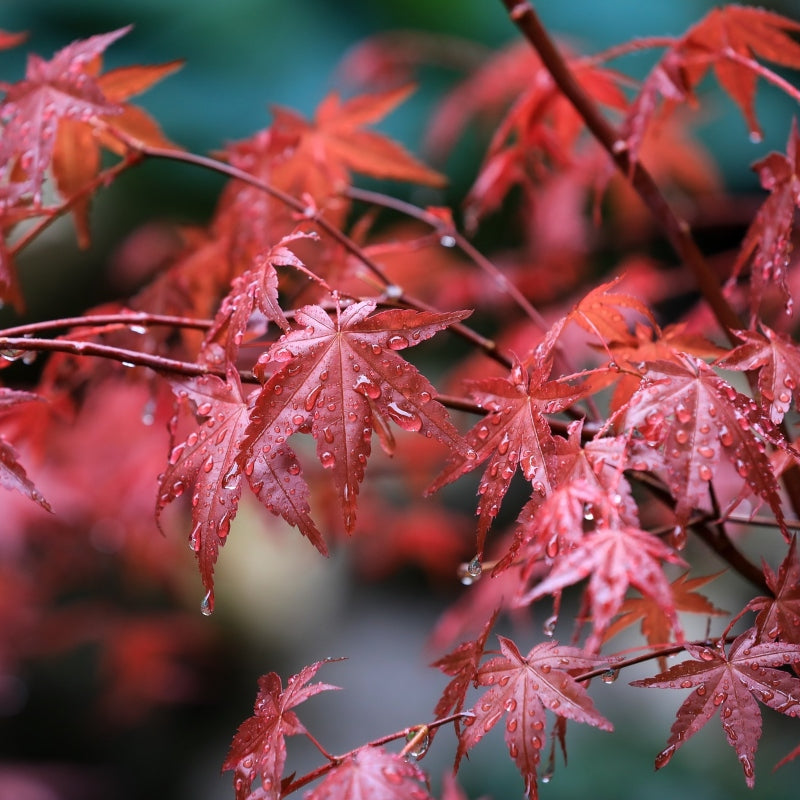 Japanischer Ahorn rot