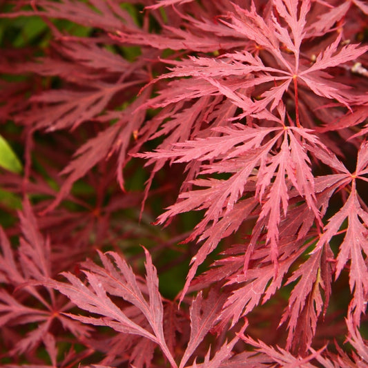 Japanischer Ahorn rot schmalblättrig