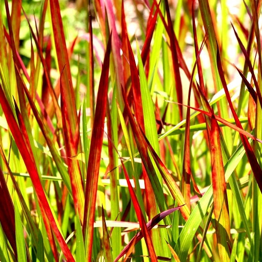 Japanisches Blutgras