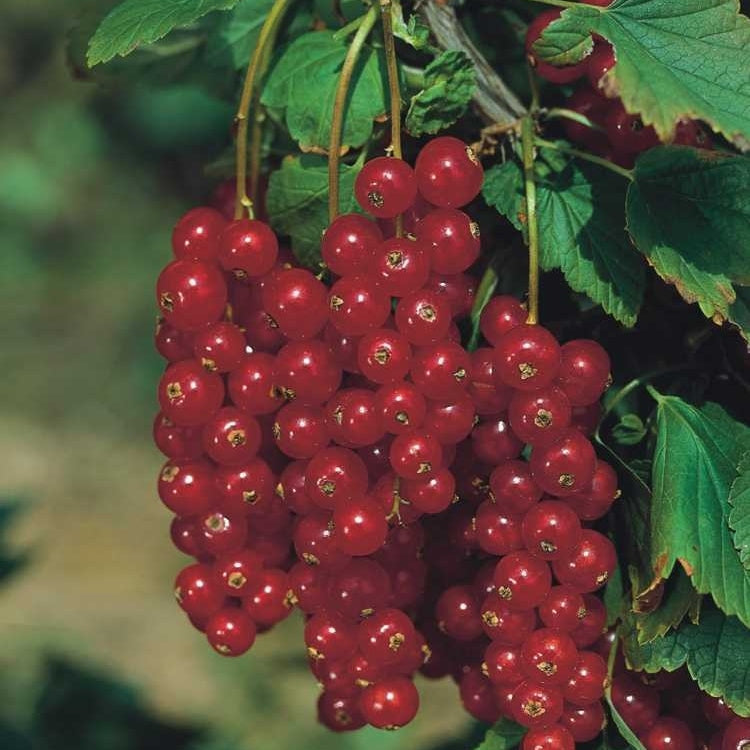 Rote Johannisbeere kaufen | Ribes rubrum