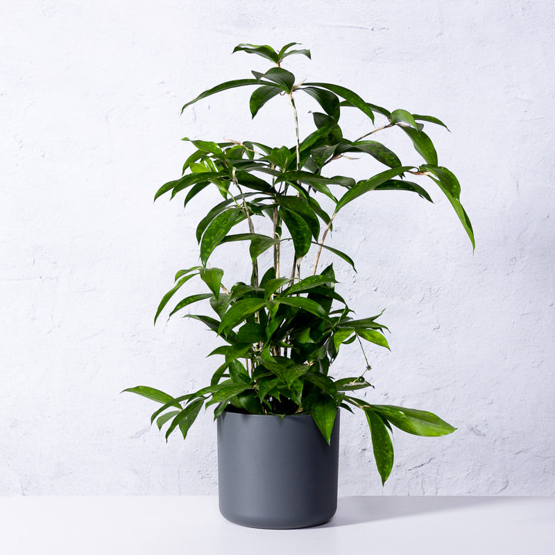 drachenbaum surculosa Junger Drachenbaum | kaufen