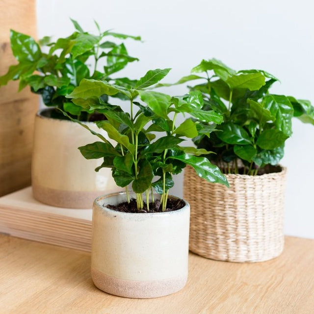 Kaffeepflanze kaufen | Coffea arabica