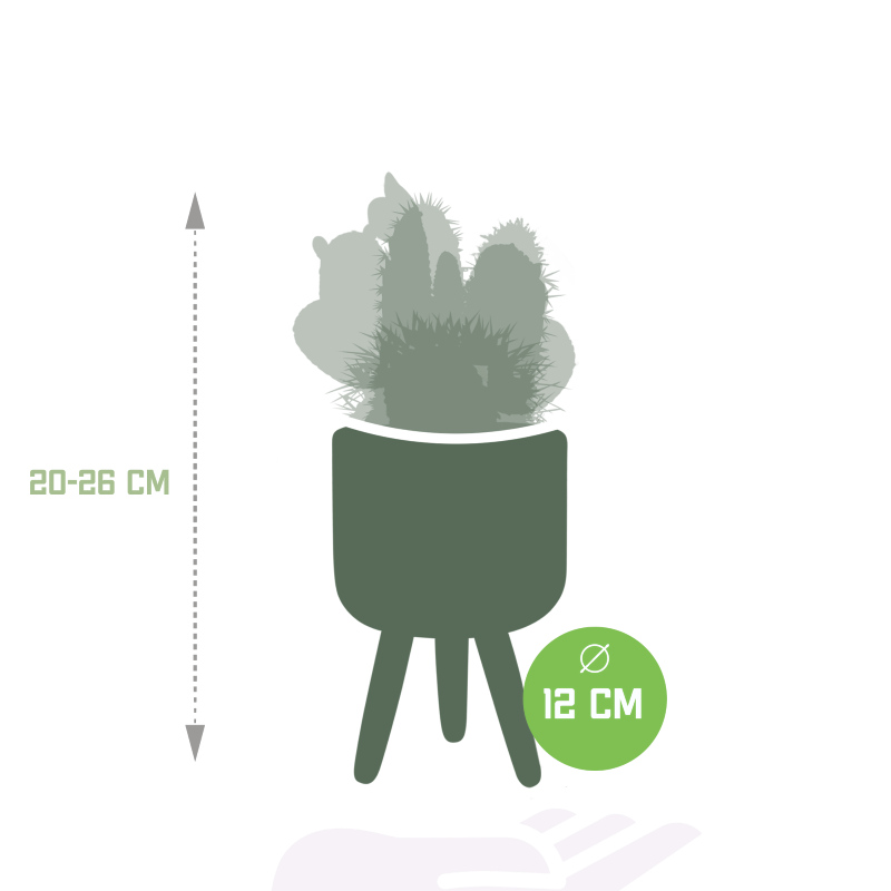 Kakteen-Mix 3 Stück im Betontopf 10,5 cm Ø