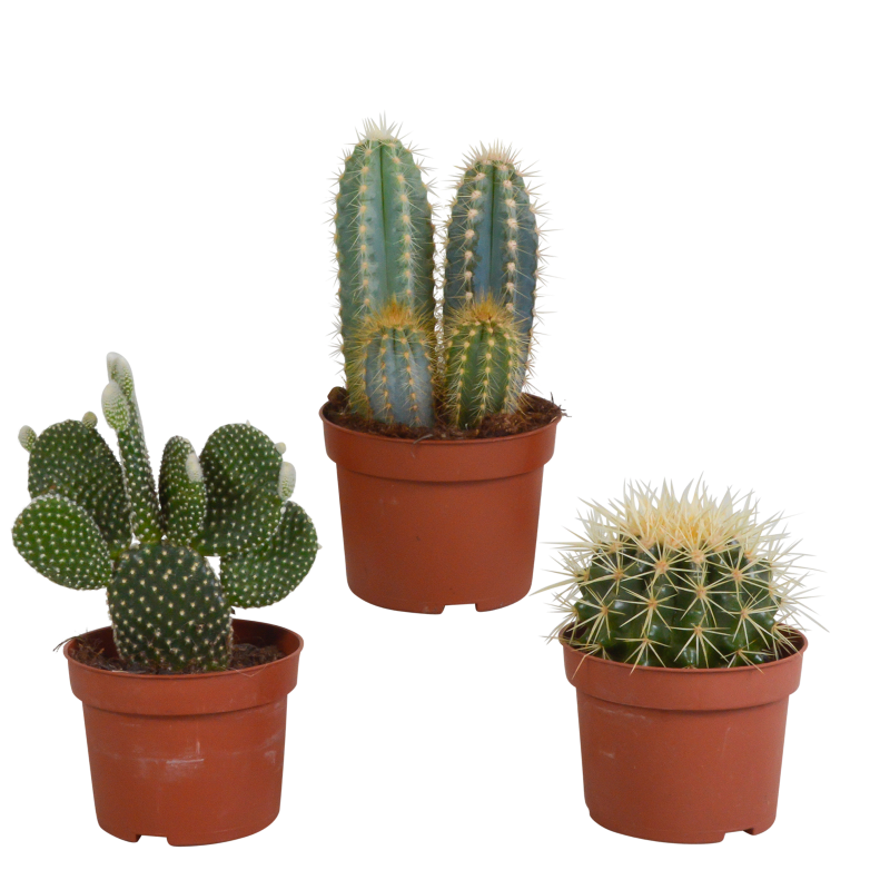 Kaktus Eingetopft Pflanzen online kaufen