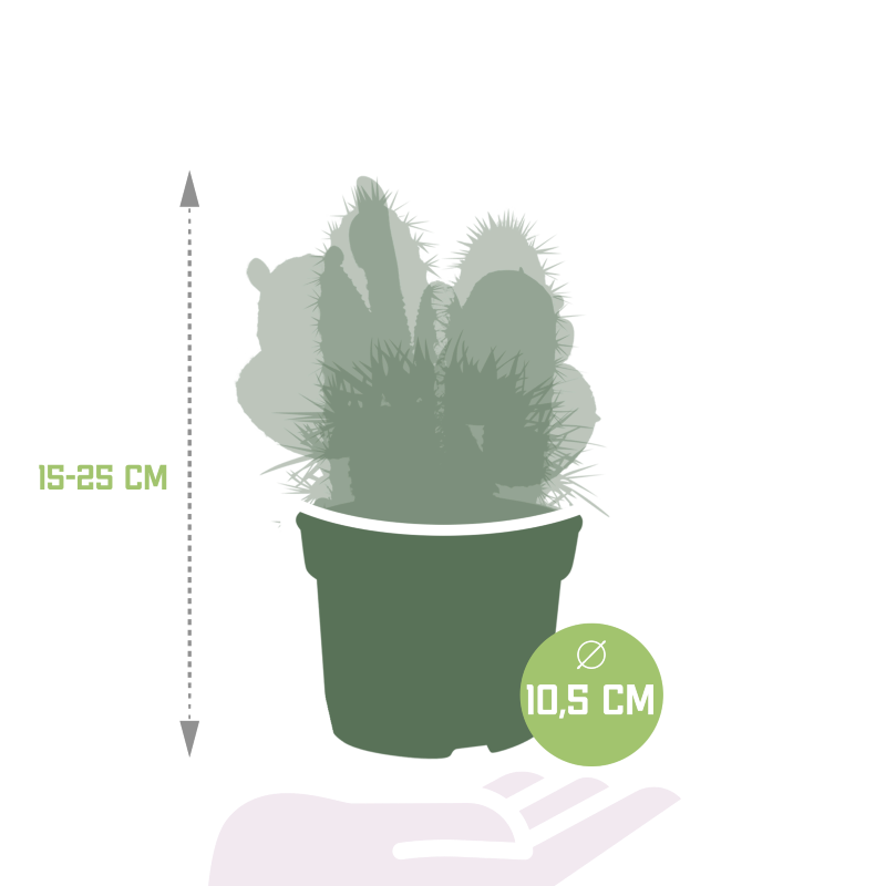 Kakteen Mix 3 Stück im Topf 12 Ø