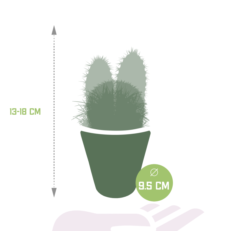 Kakteen Mix 3 Stück im Keramiktopf 8,5 cm Ø