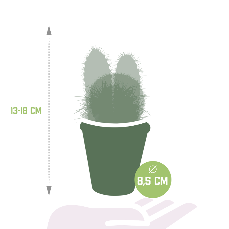 Kakteen Mix 3 Stück im Terracotta-Topf 8,5 cm Ø
