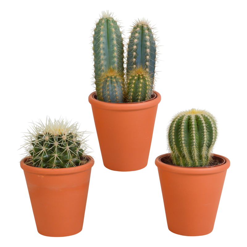 Kakteen Mix 3 Stück im Terracotta-Topf 8,5 cm Ø kaufen