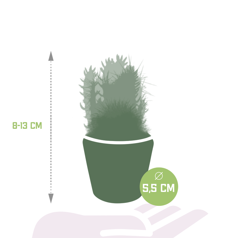 Kakteen Mix 5 Stück im Dekotopf Mexiko-Motiv 5,5 cm Ø