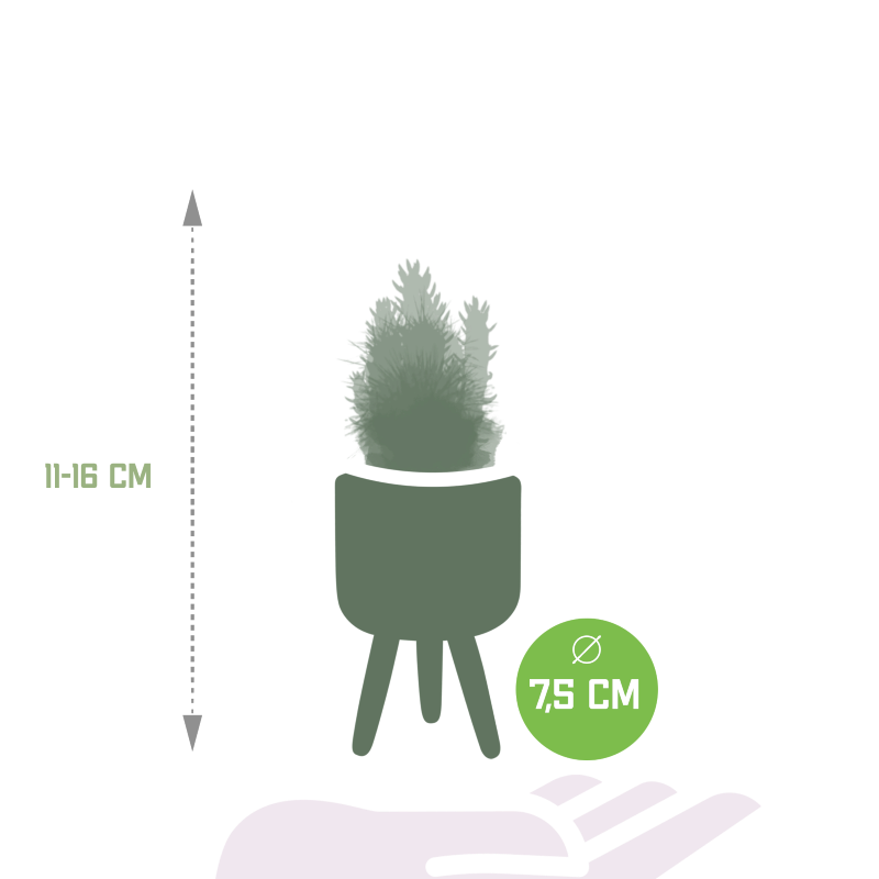Kakteen Mix 5 Stück im Betontopf 10,5 cm Ø